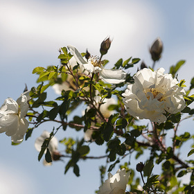 «...Белый шиповник, дикий шиповник – краше садовых роз...»